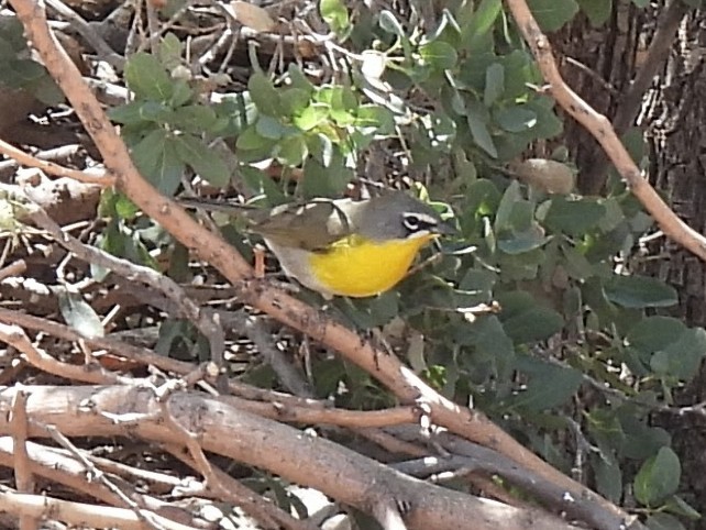 Yellow-breasted Chat - ML636062561