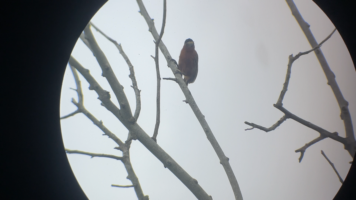 Chestnut Piculet - ML636062627