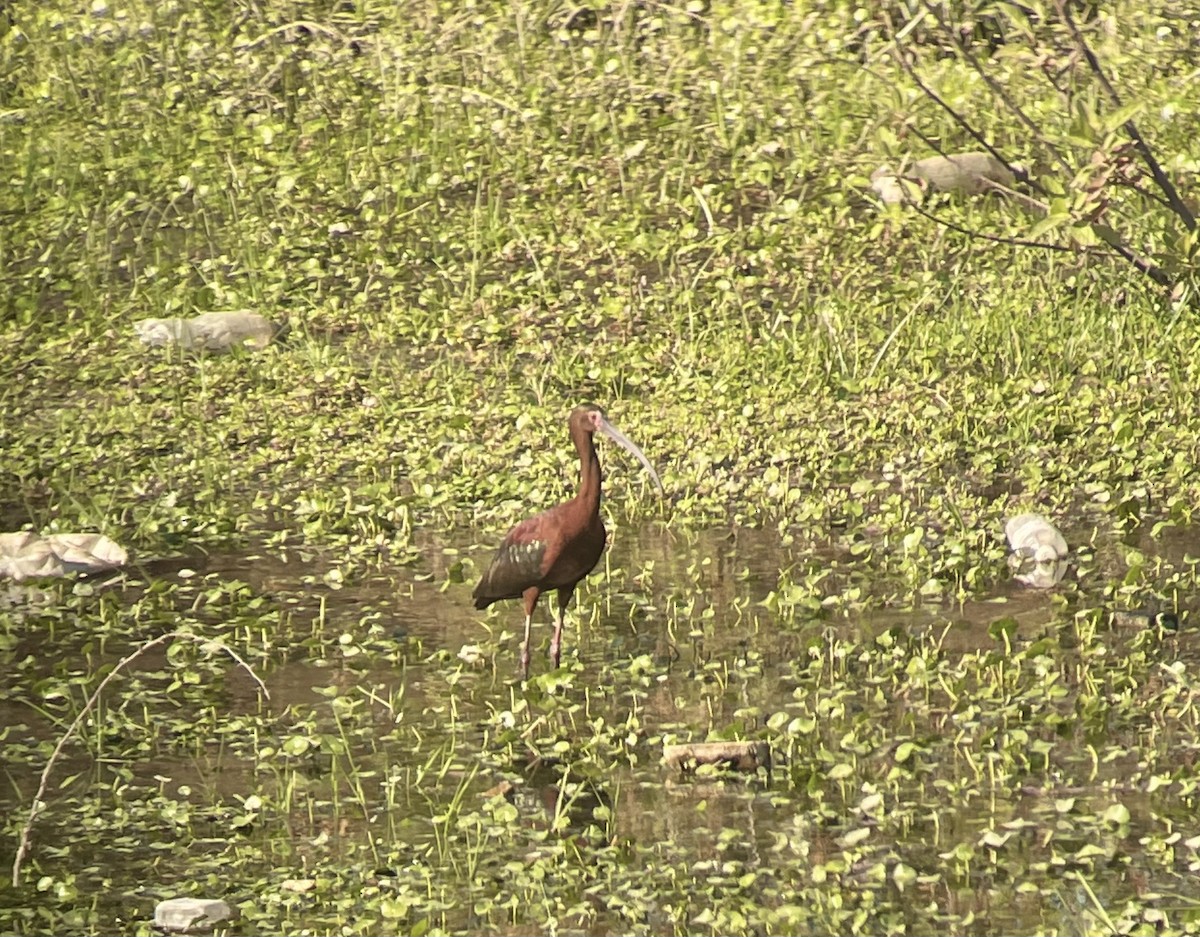 White-faced Ibis - ML636062672