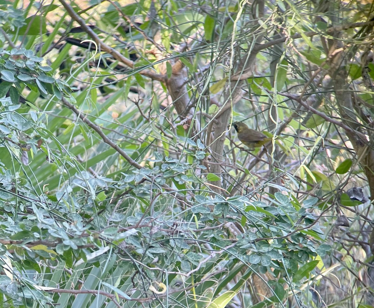 Belding's Yellowthroat - ML636062696