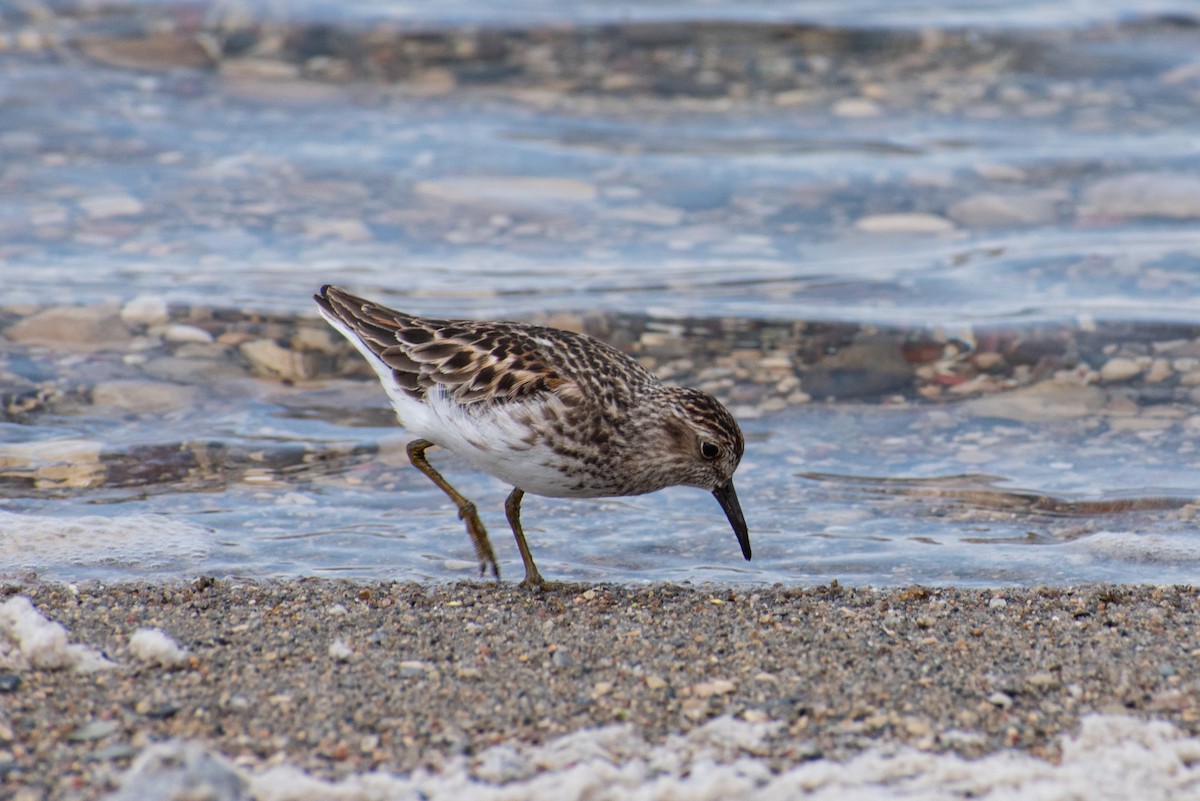 Least Sandpiper - ML636062754