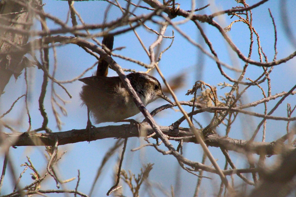 Marsh Wren - ML636062806