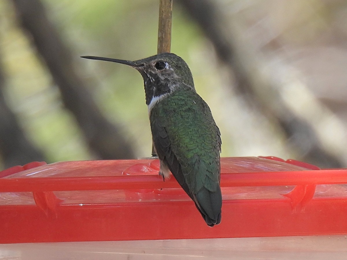 Broad-tailed Hummingbird - ML636062841