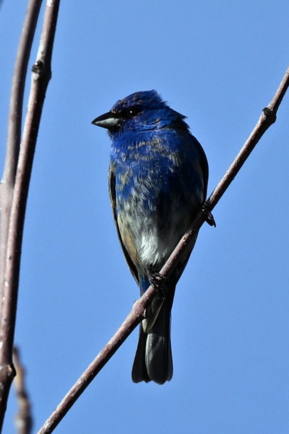 Passerin indigo - ML636062847