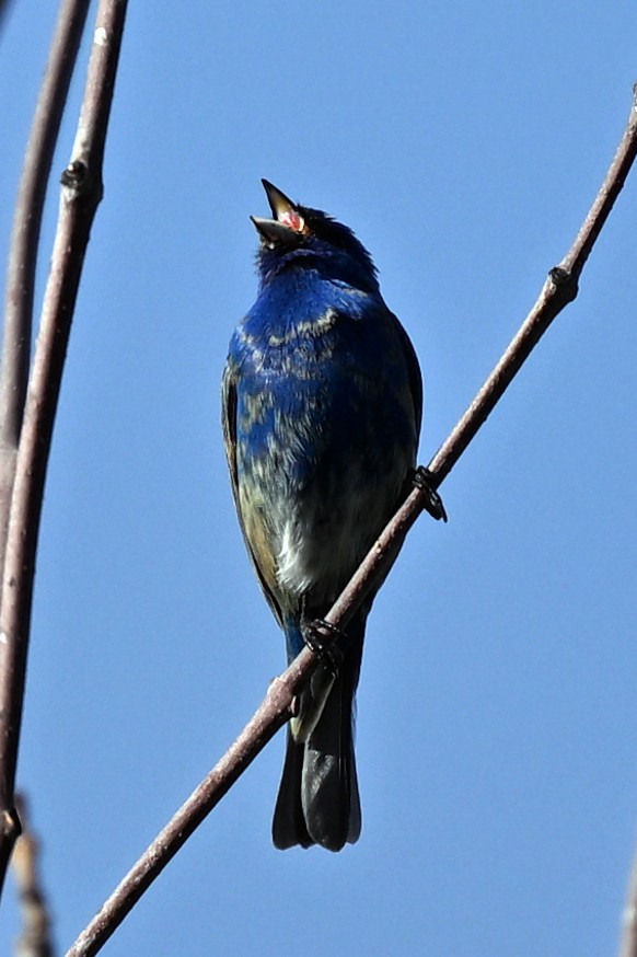 Passerin indigo - ML636062848