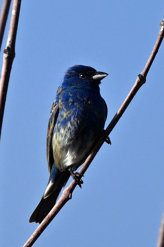 Passerin indigo - ML636062849