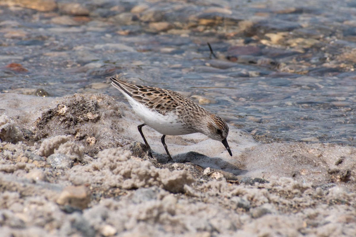 Semipalmated Sandpiper - ML636062861