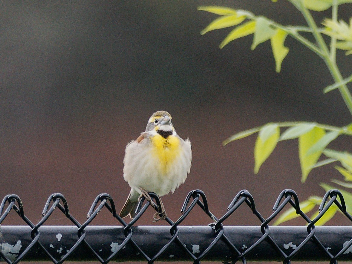 Dickcissel - ML636063005