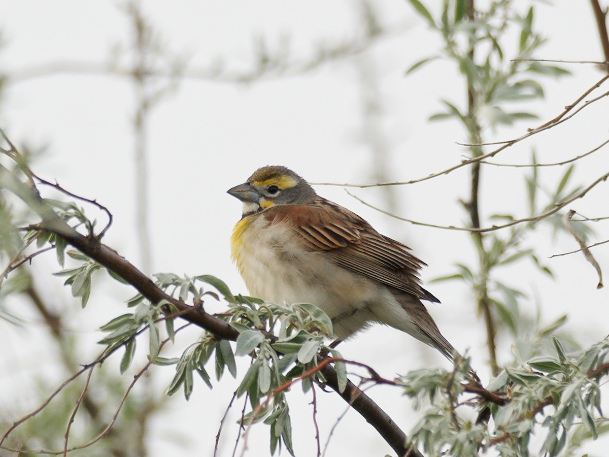 Dickcissel - ML636063008