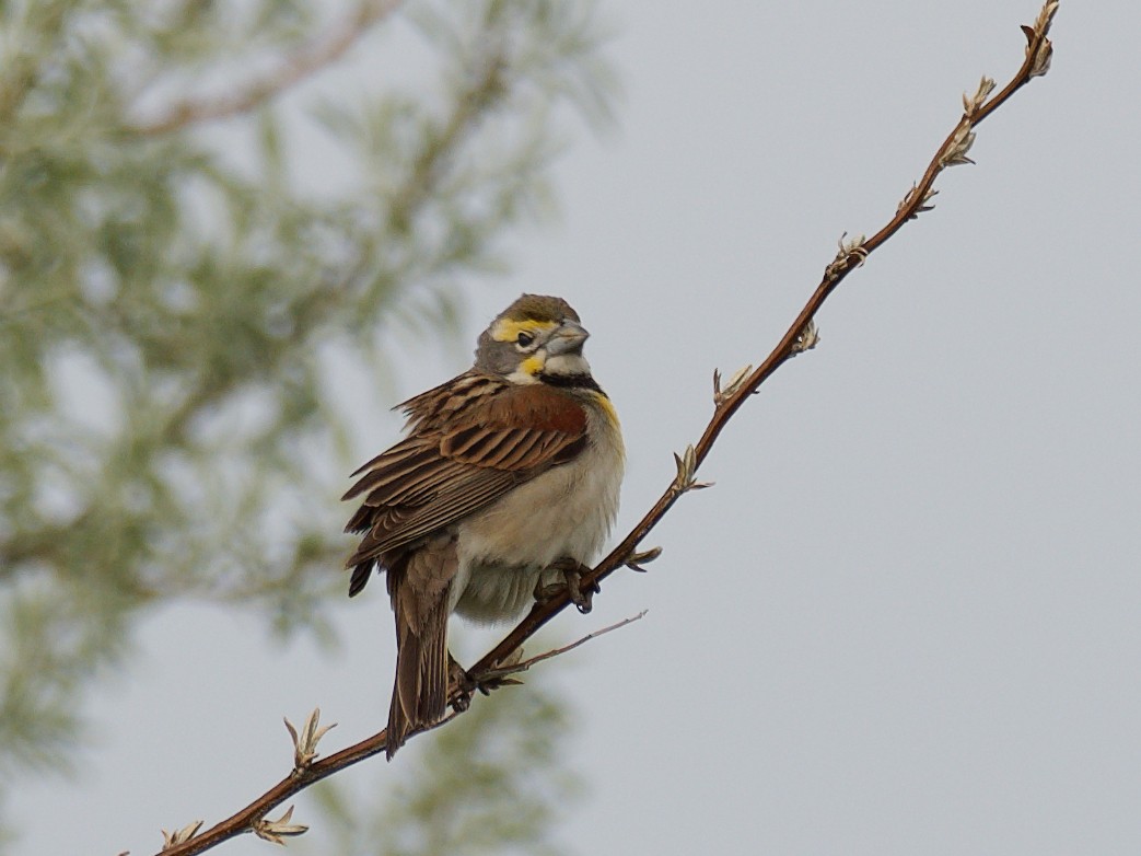 Dickcissel - ML636063013