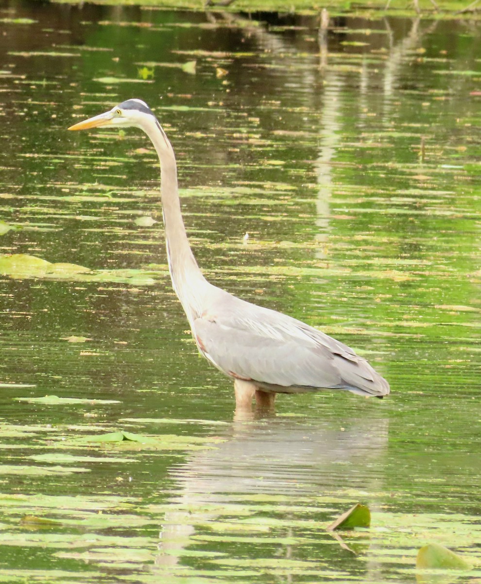 Great Blue Heron - ML636063036