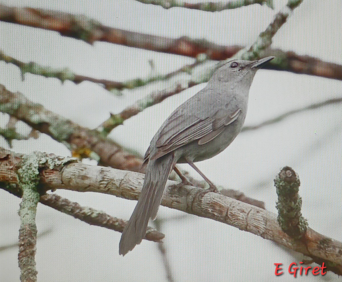 drozdec černohlavý - ML636063067