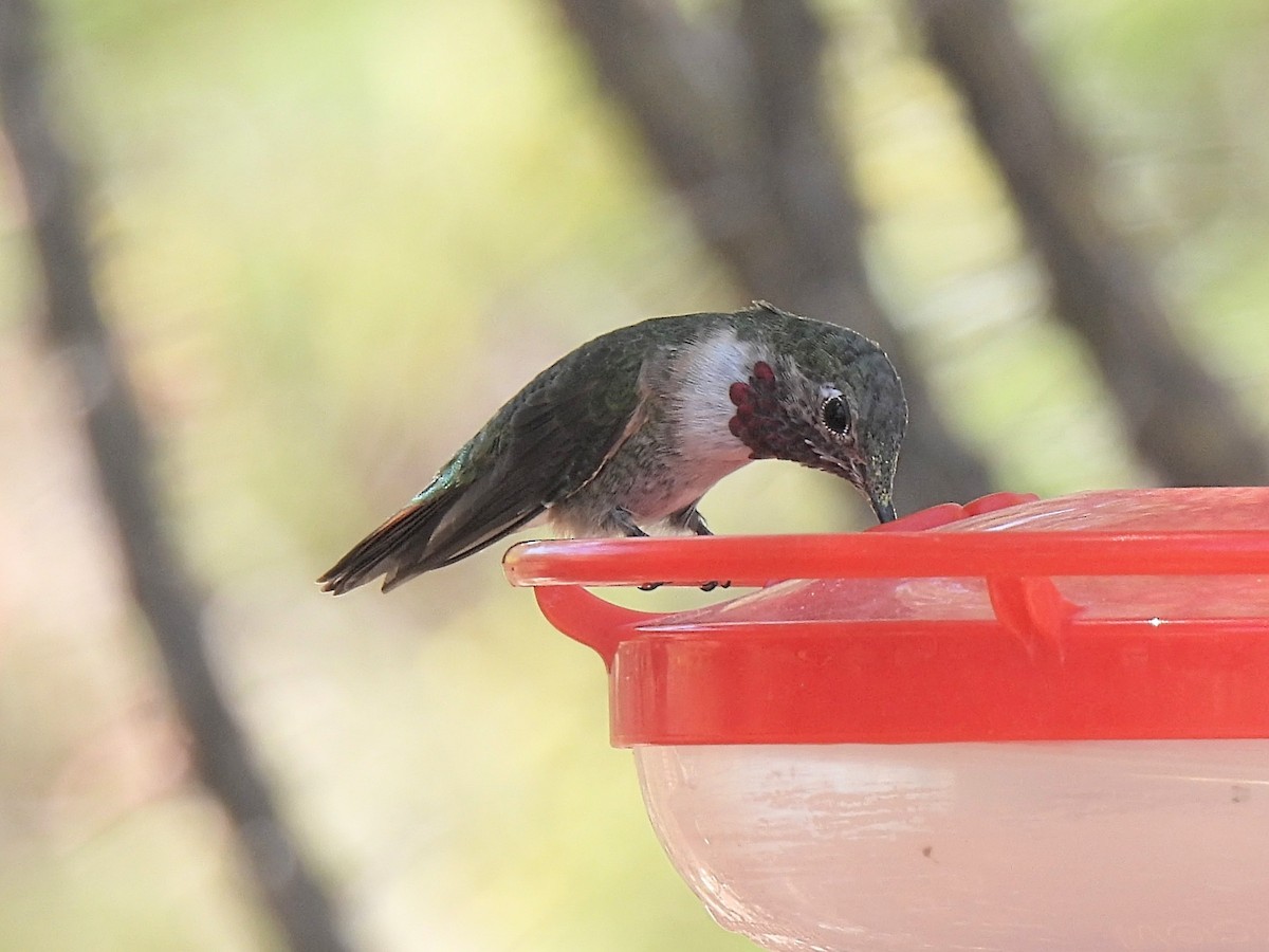 Broad-tailed Hummingbird - ML636063164