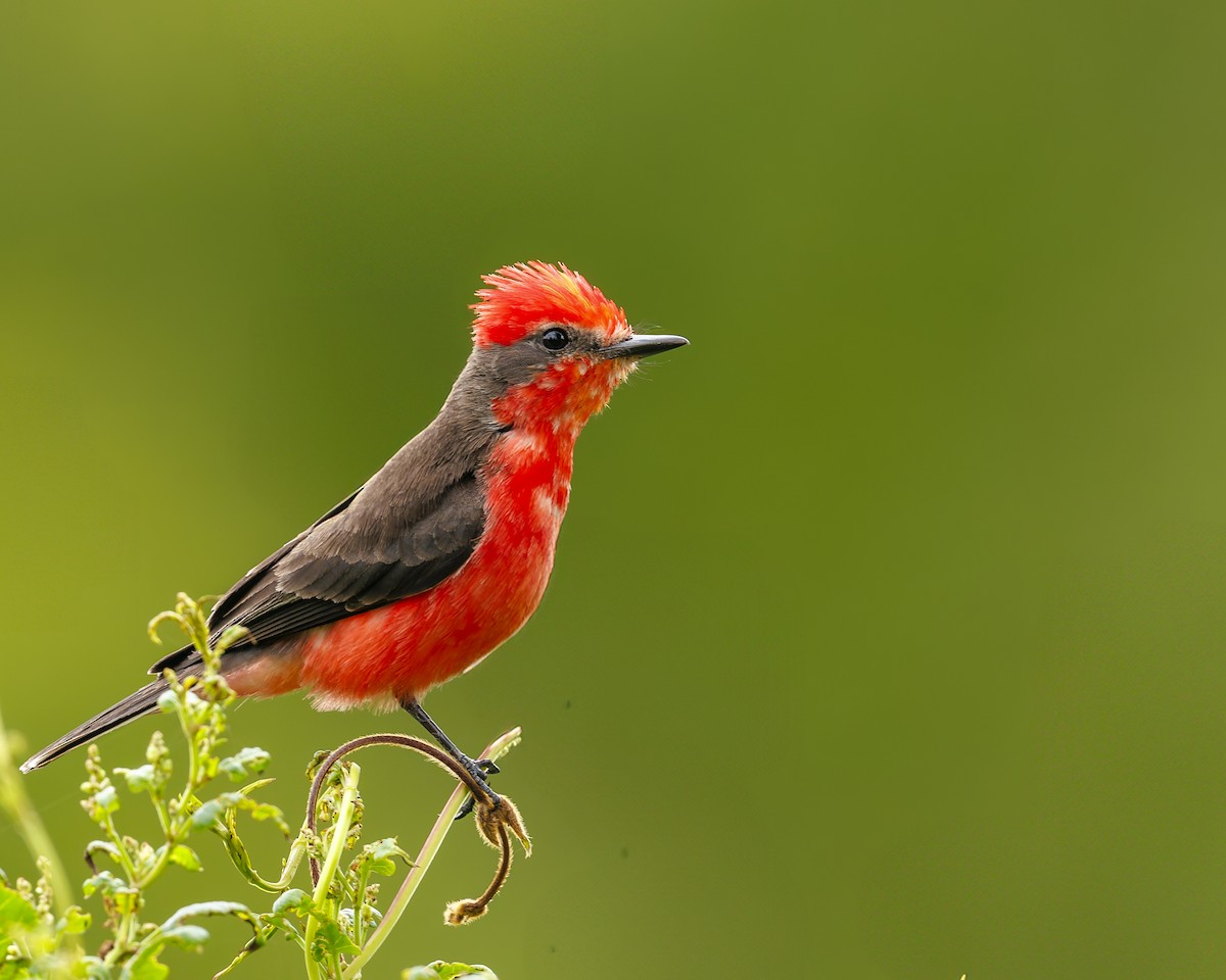 Vermilion Flycatcher (obscurus Group) - ML636063372
