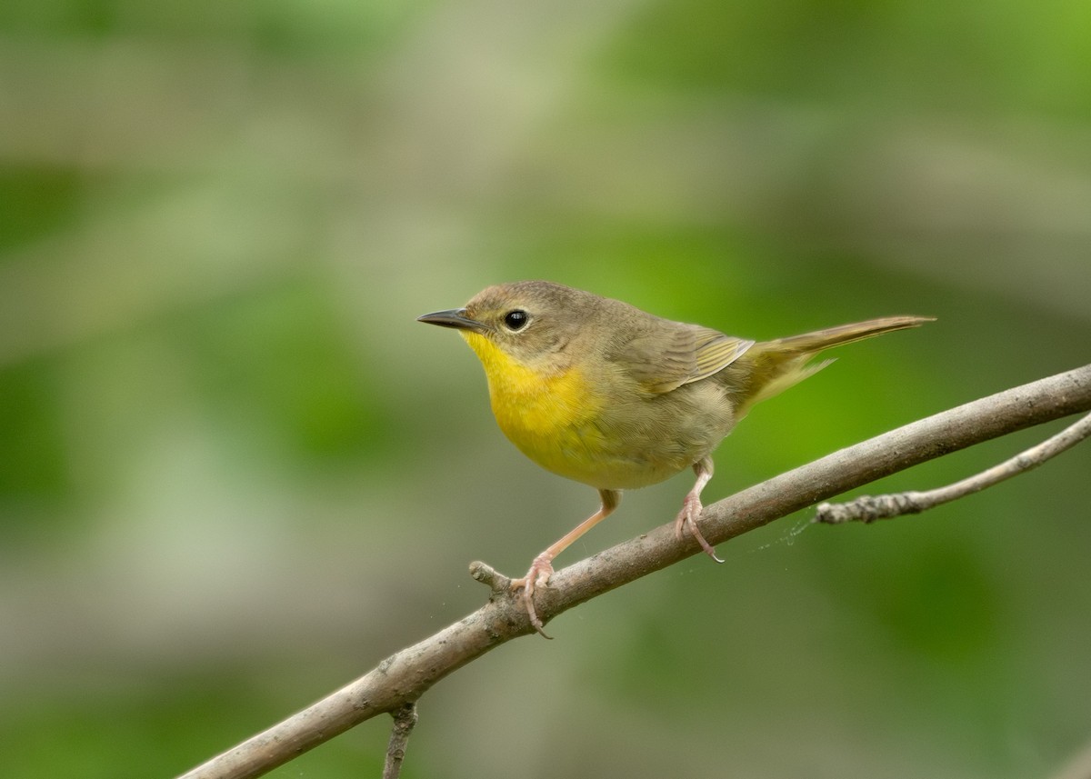Common Yellowthroat - ML636063396