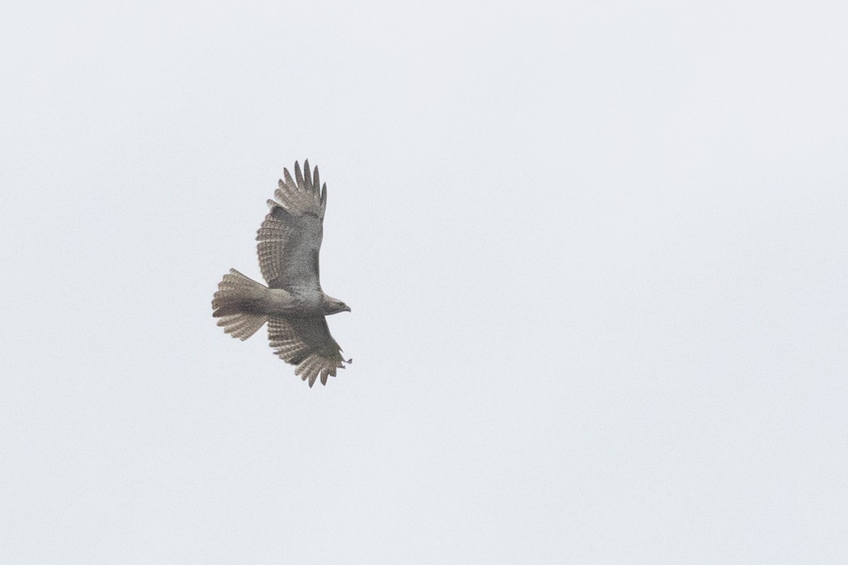 Red-tailed Hawk (Krider's) - ML636063439