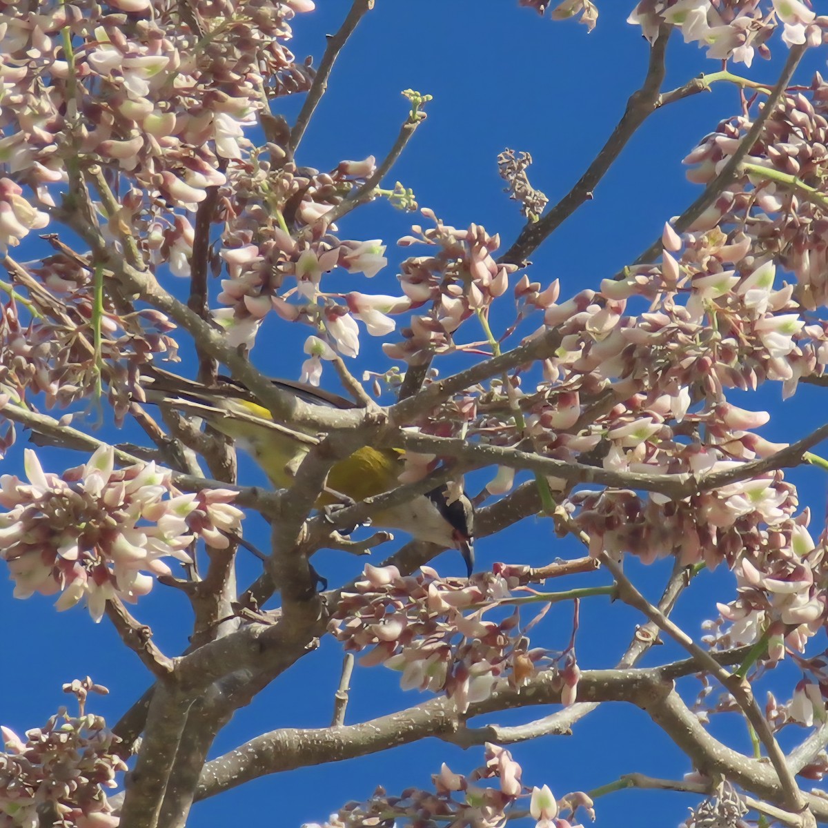 Bananaquit (Cozumel I.) - ML636063474