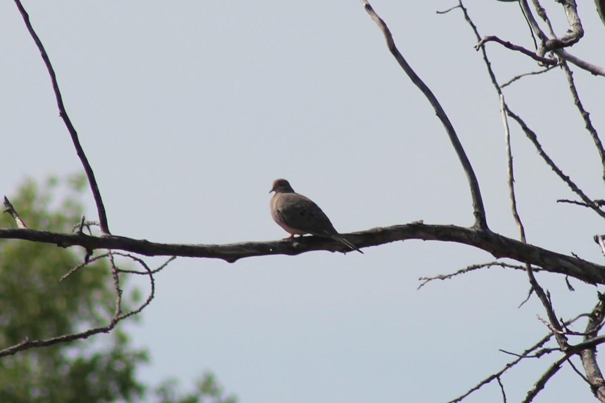 Mourning Dove - ML636063488