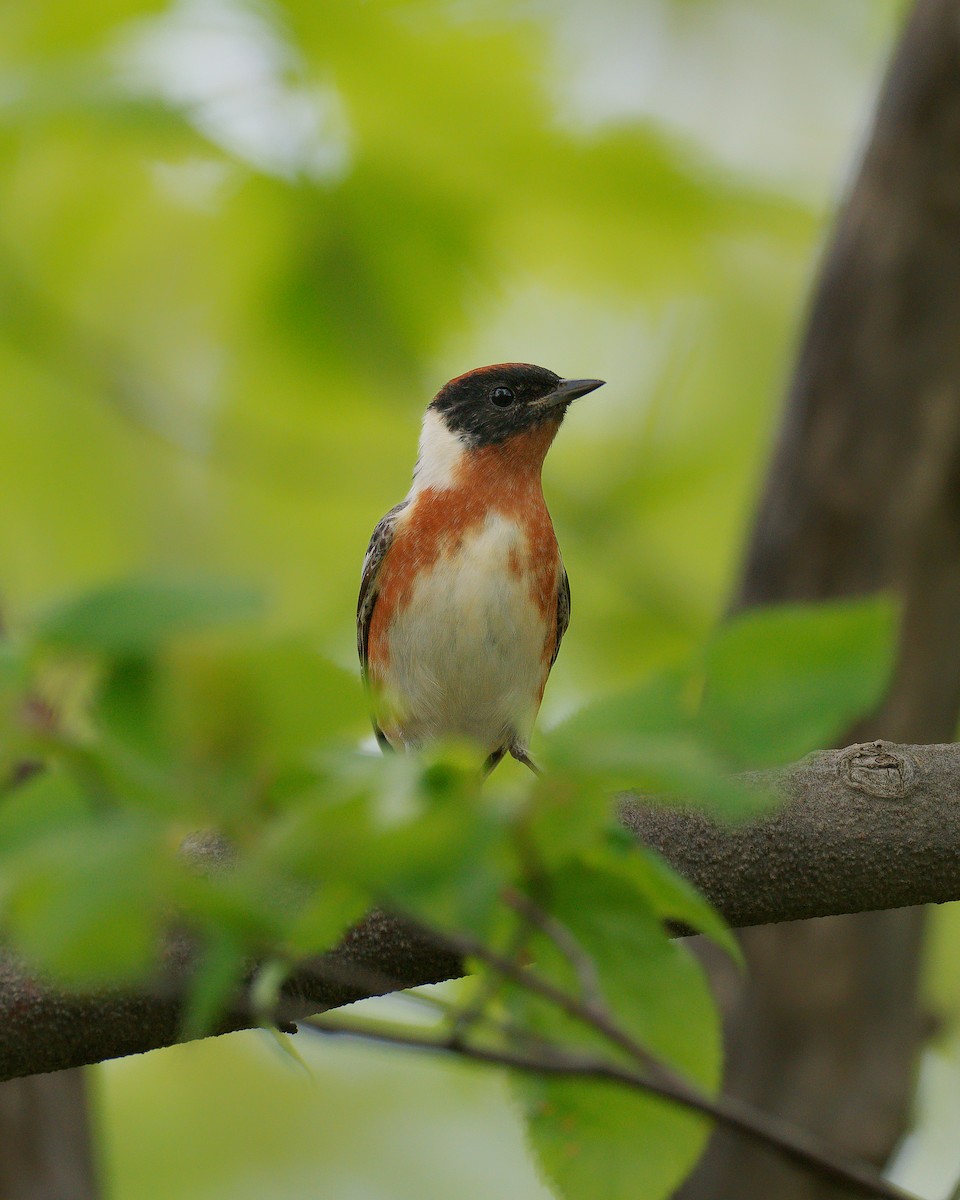 Bay-breasted Warbler - ML636063599