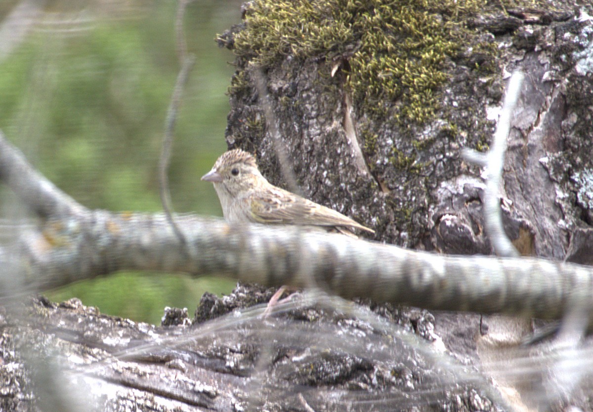 Cassin's Sparrow - ML636063705