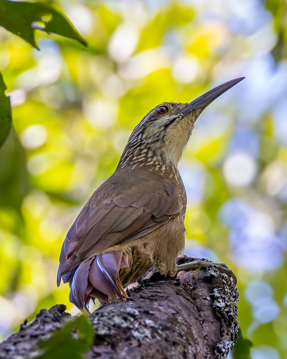 White-throated Woodcreeper - ML636063808