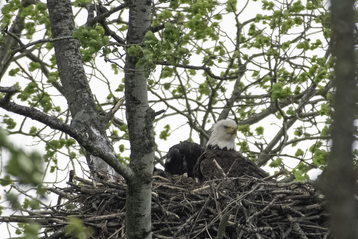 Bald Eagle - ML636063817