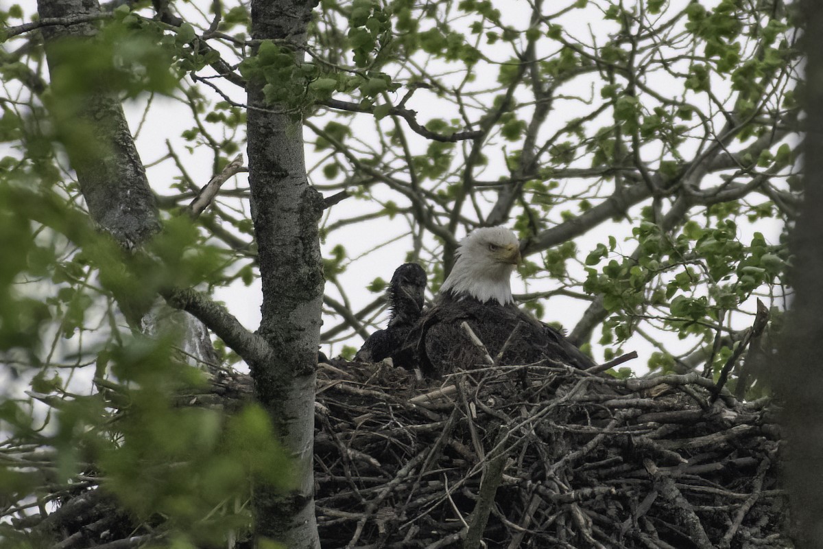 Bald Eagle - ML636063820