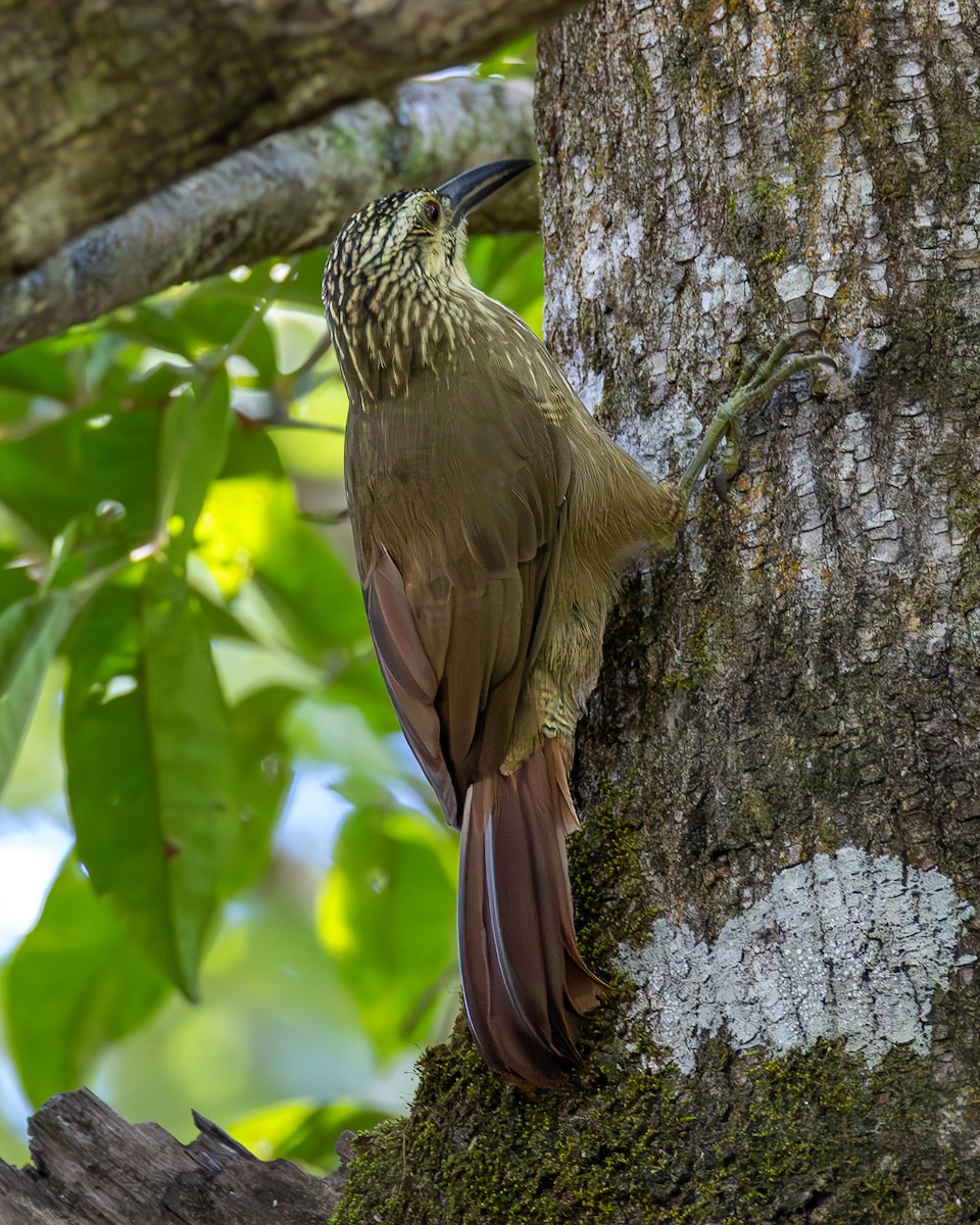 White-throated Woodcreeper - ML636063822
