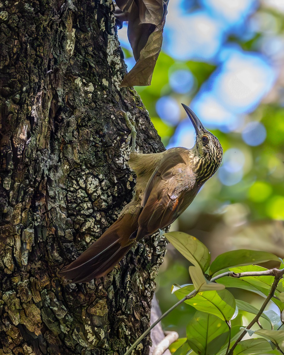 White-throated Woodcreeper - ML636063828