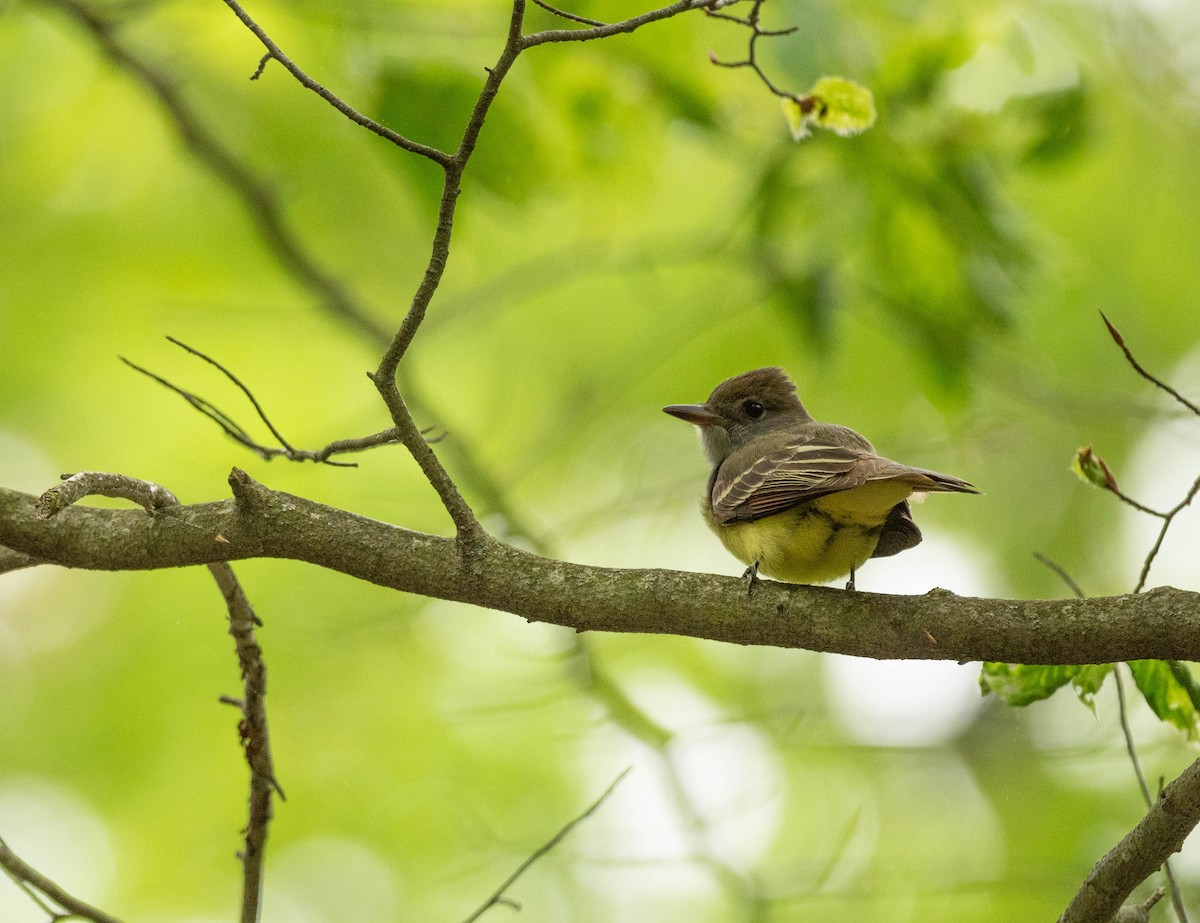 Great Crested Flycatcher - ML636063830