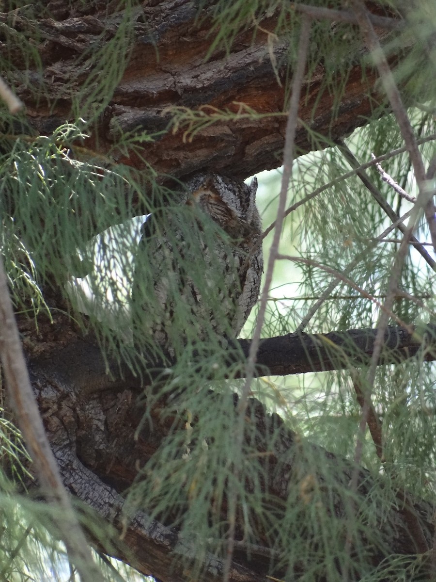 Flammulated Owl - ML636063852