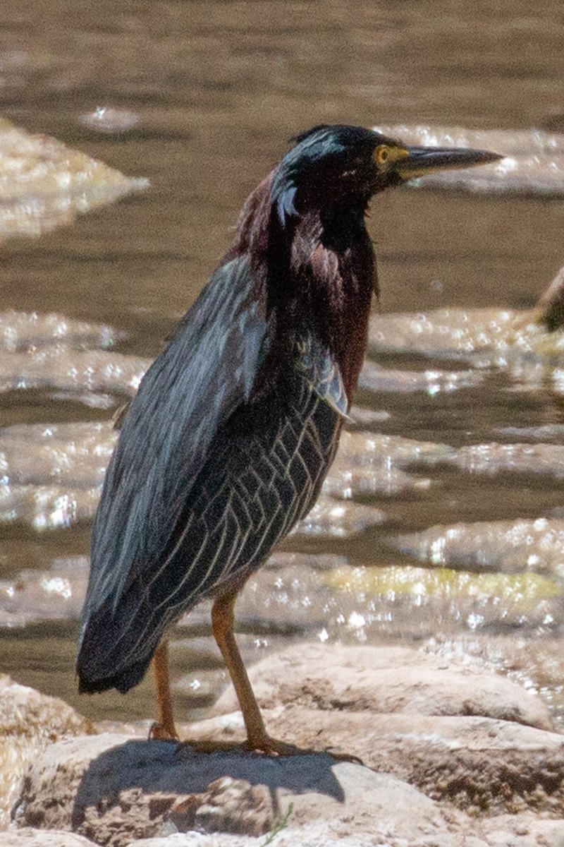 Koartzatxo berdea - ML636063874