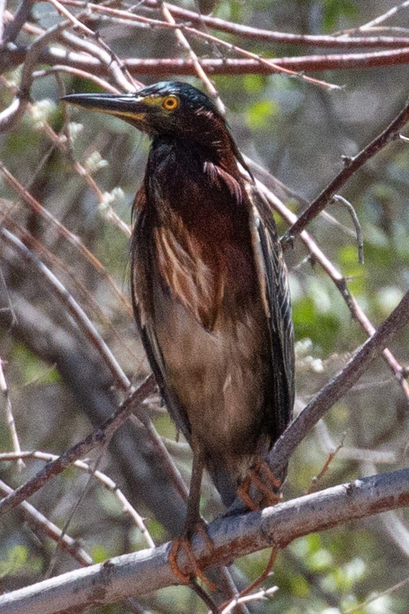 Koartzatxo berdea - ML636063875