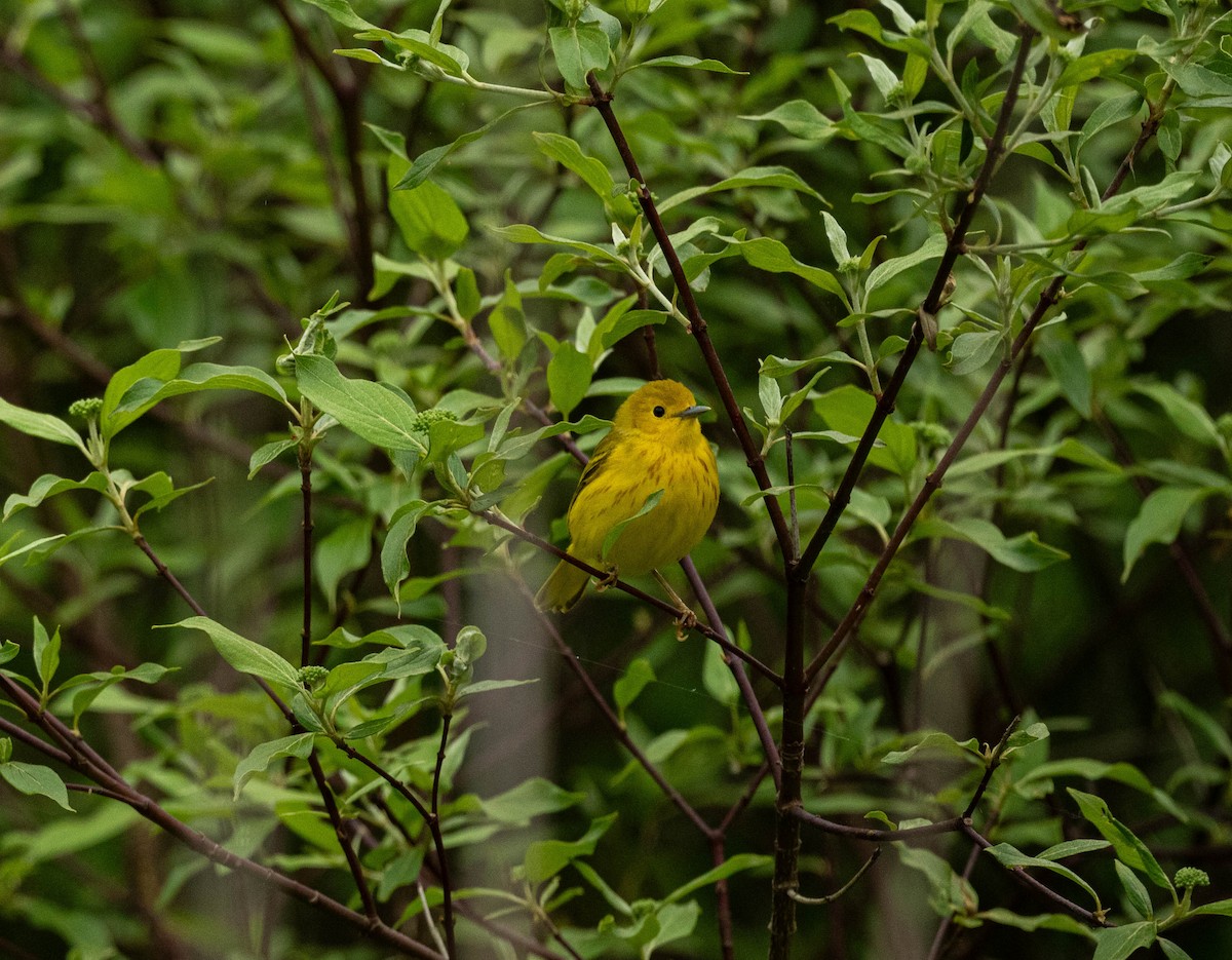 Yellow Warbler (Northern) - ML636063884