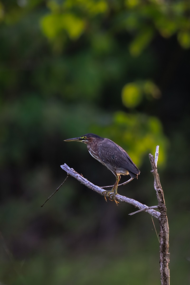 Green Heron - ML636063927