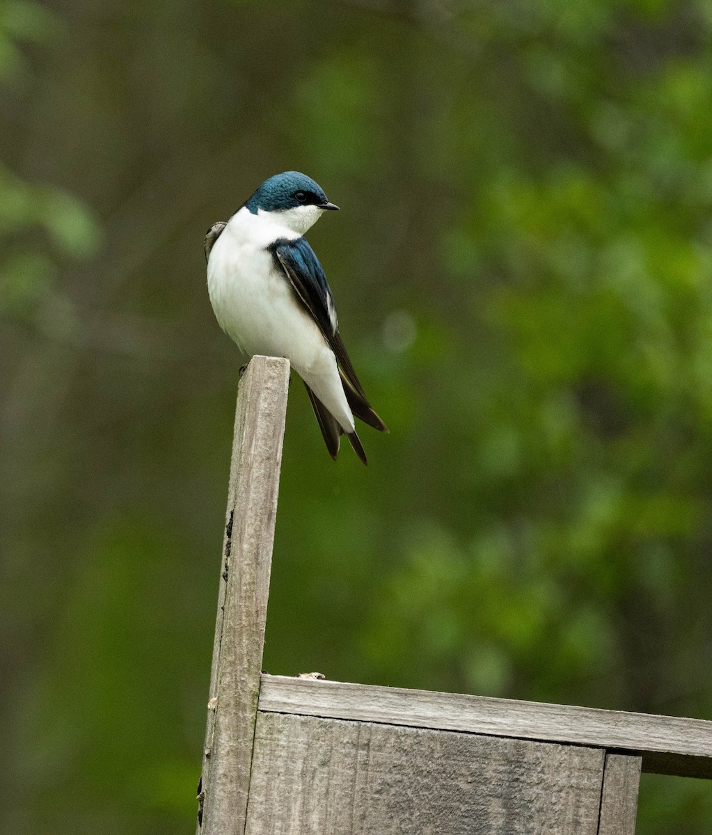 Tree Swallow - ML636063930
