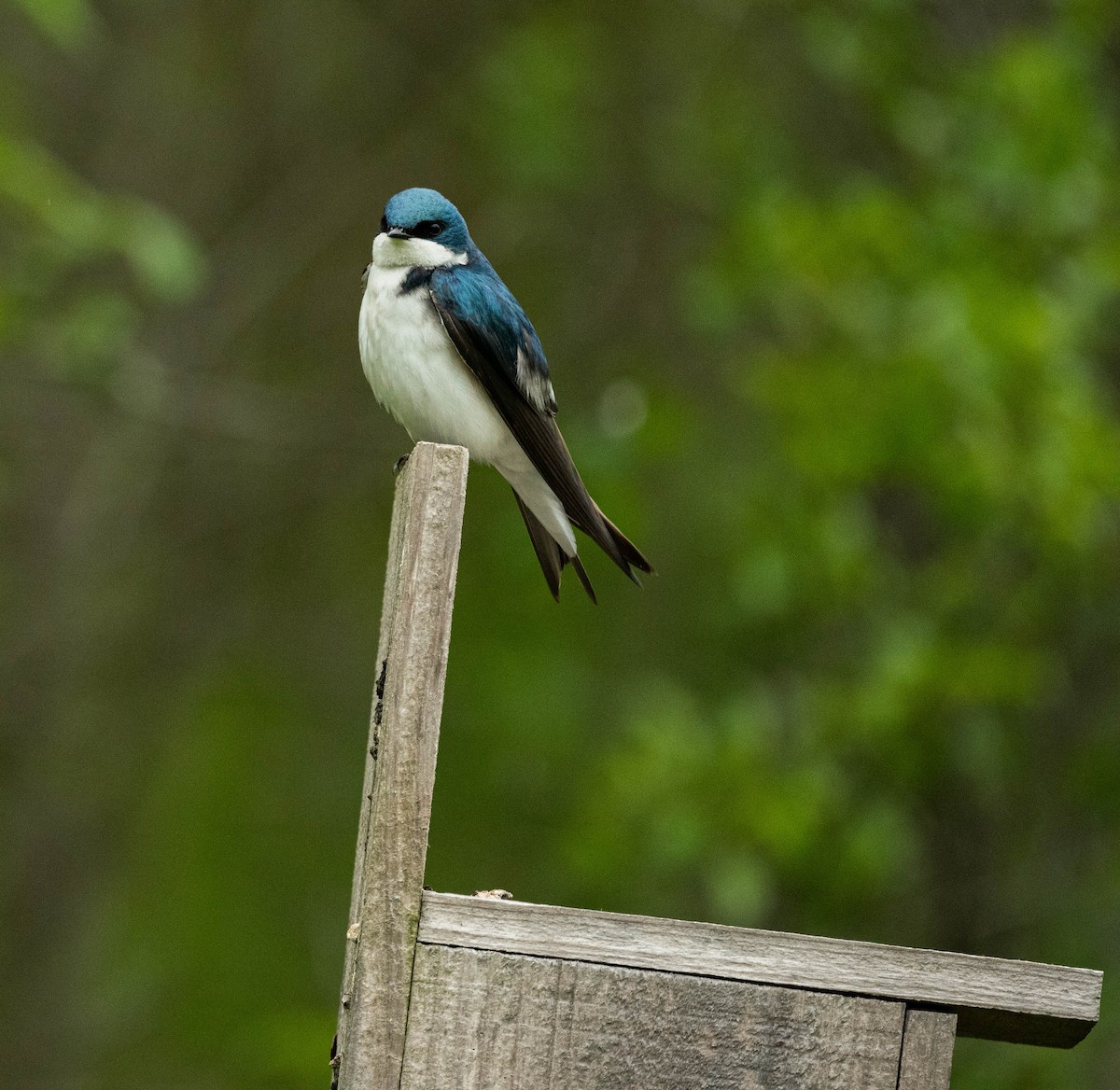 Tree Swallow - ML636063931