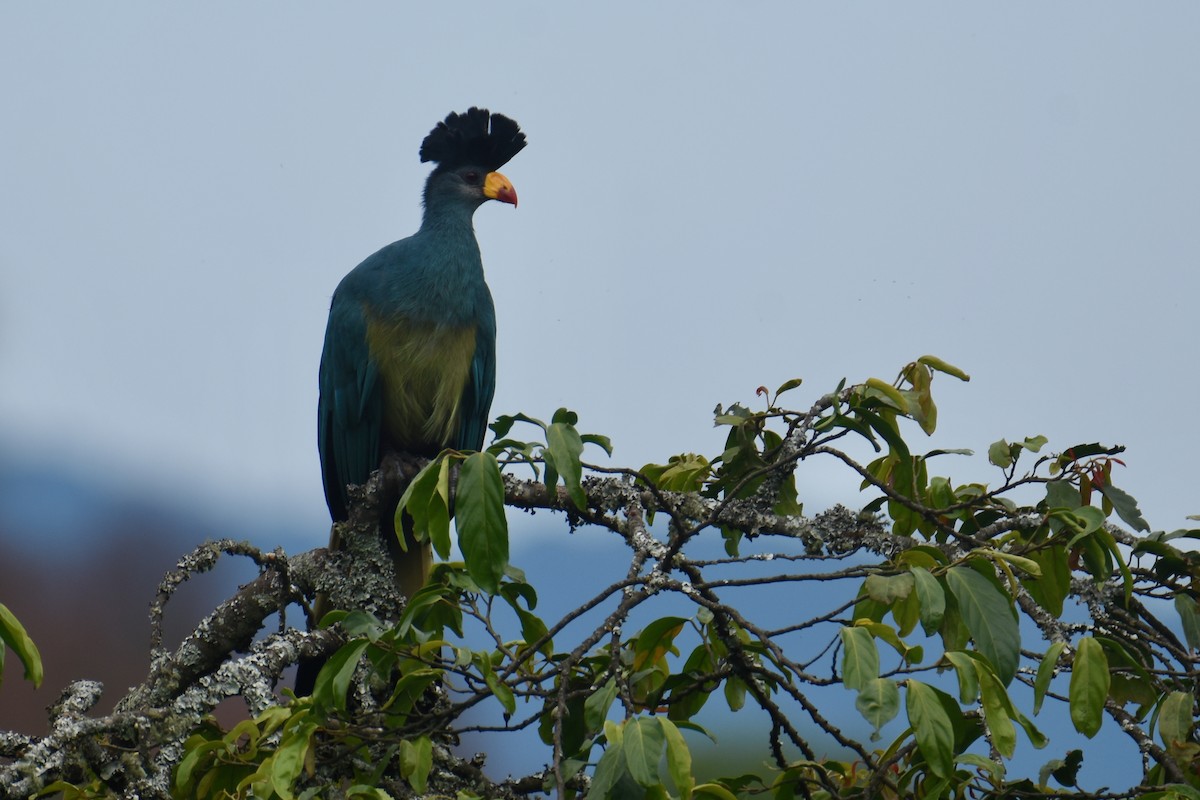 Great Blue Turaco - ML636063945