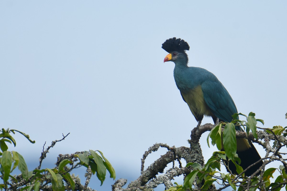 Great Blue Turaco - ML636063946