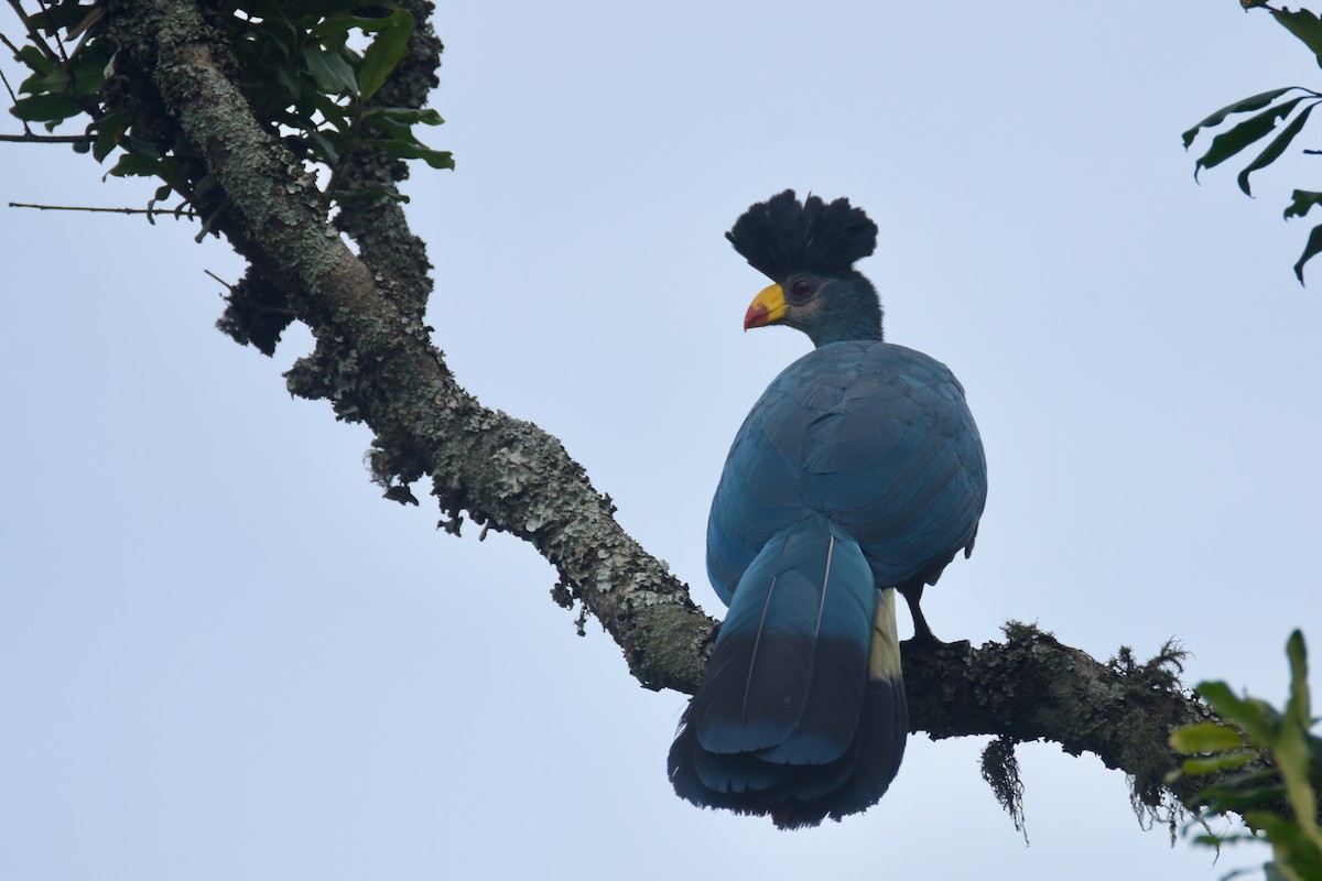 Great Blue Turaco - ML636063947