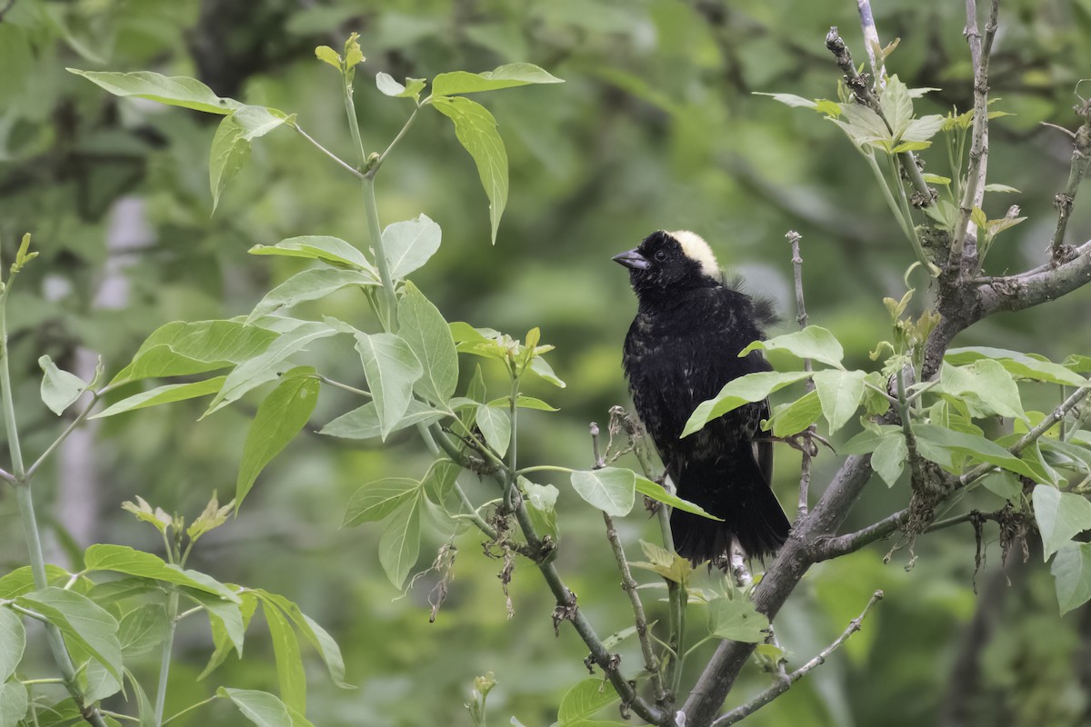 Bobolink - ML636063966