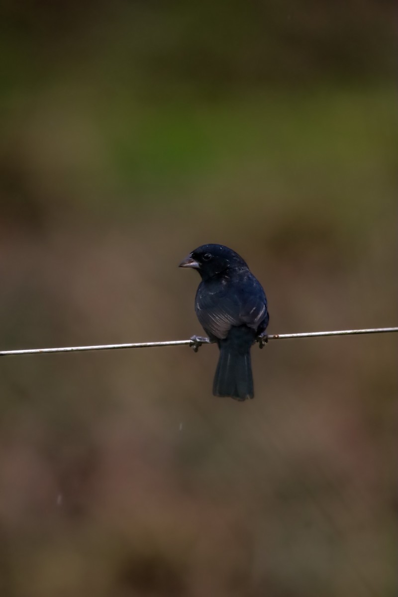 Blue-black Grassquit - ML636063970