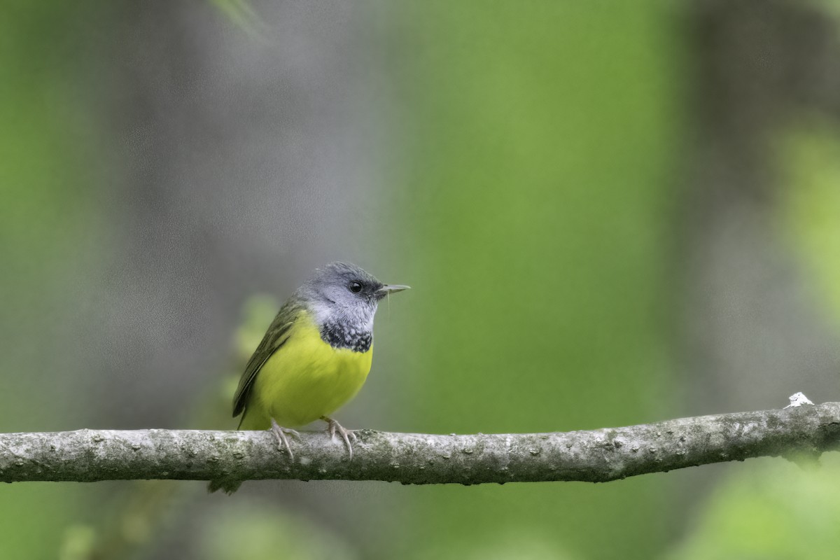 Mourning Warbler - ML636064026