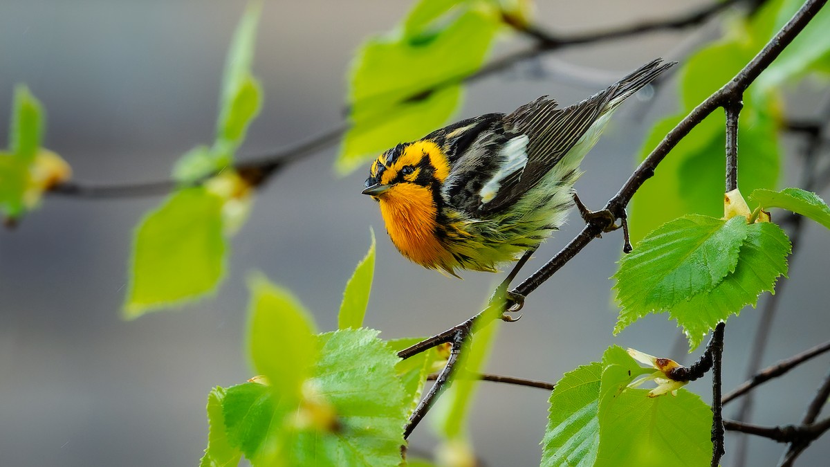 Blackburnian Warbler - ML636064044