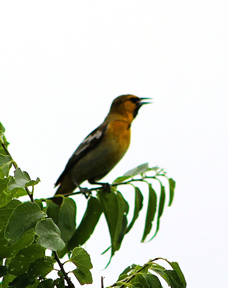 Bullock's Oriole - ML636064068