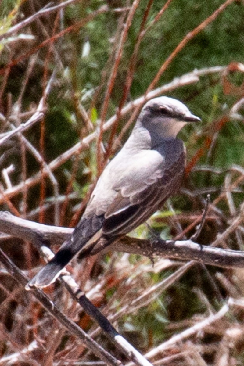 Western Kingbird - ML636064071