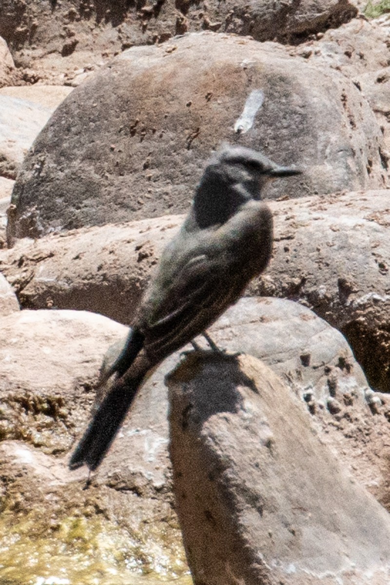 Western Kingbird - ML636064072