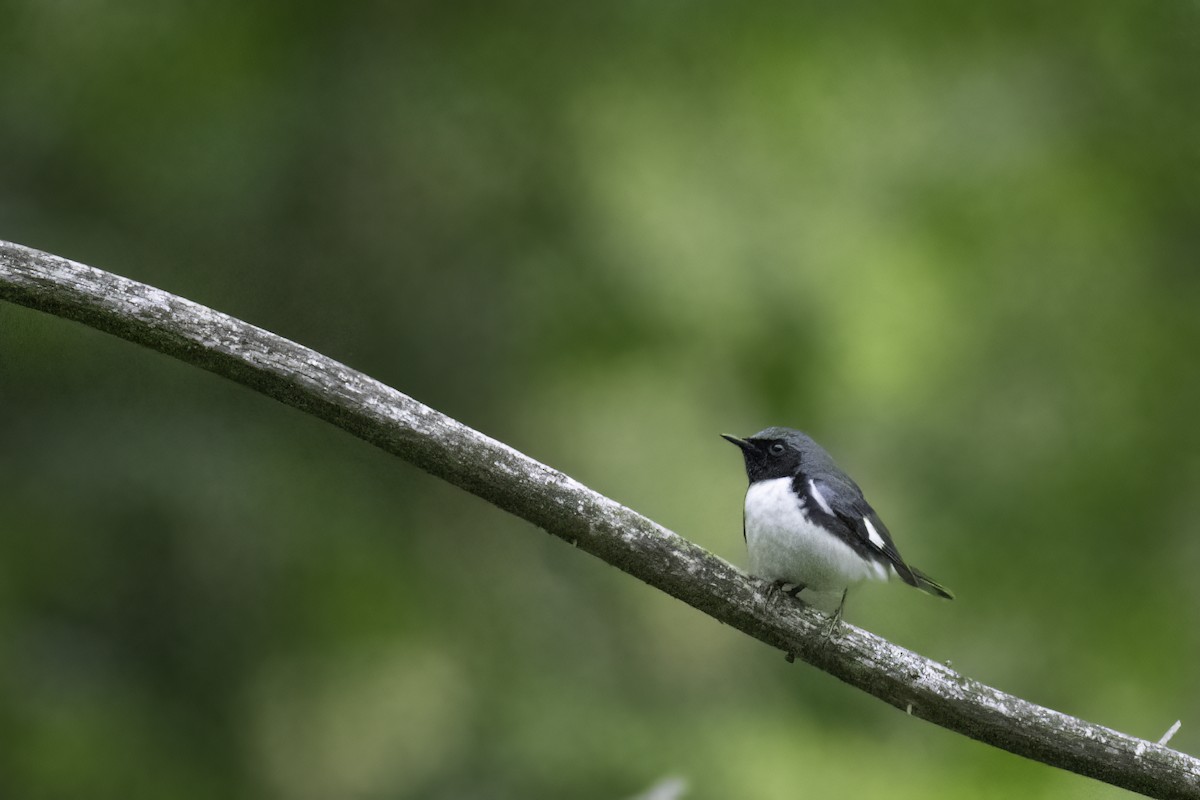 Black-throated Blue Warbler - ML636064078