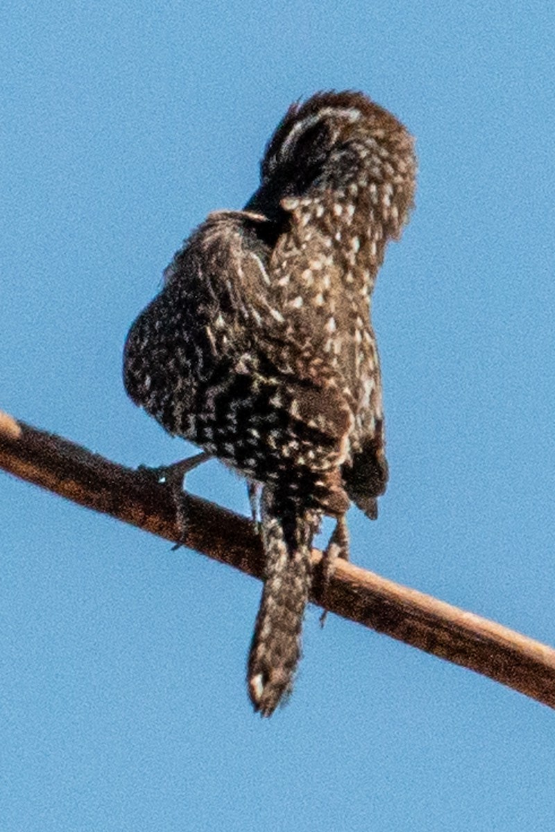 Cactus Wren - ML636064085