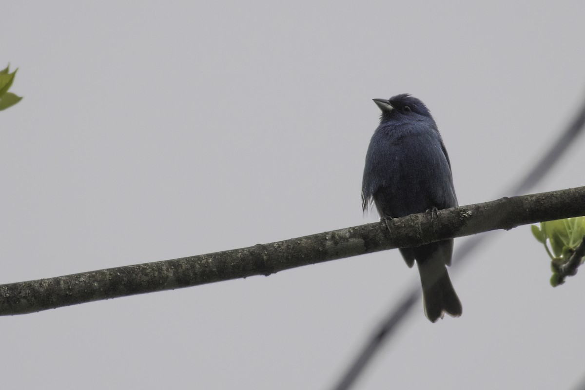 Indigo Bunting - ML636064110